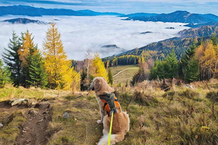 Erich Bretterbauer war mit seinem Hund auf der Mugel unterwegs