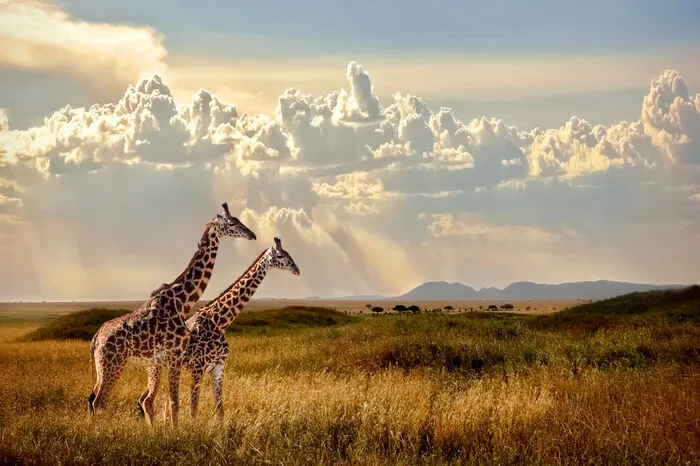 Während einer Tansania-Reise ist der Serengeti-Nationalpark ein obligatorischer Programmpunkt: Als eines der lohnenswertesten Safariziele der Welt sind Sichtungen der „Big Five“ beinahe schon garantiert. Um den Serengeti aus einer anderen Perspektive zu beobachten, bietet sich eine Pirschfahrt im Heißluftballon an. Ein weiteres Erlebnis, welches man auf gar keinen Fall missen sollte, ist die Übernachtung in einem Safaricamp, während der man den einzigarten klaren Sternenhimmel beobachten kann.
