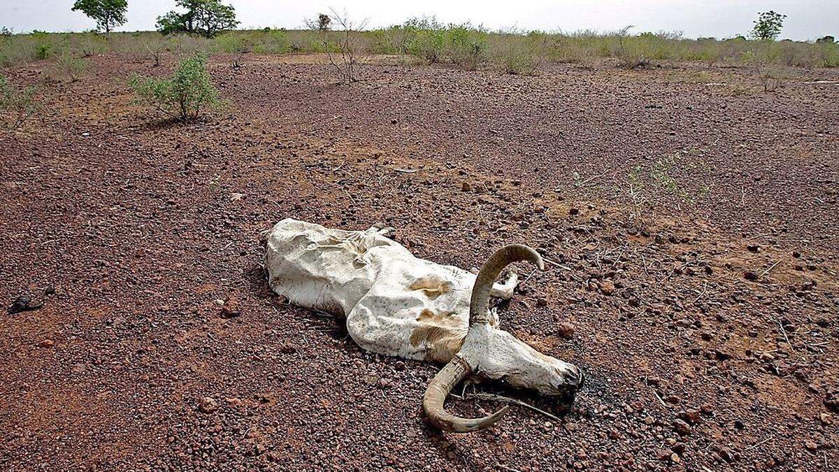 Islamistischer Terror und die Auswirkungen des Klimawandels machen der Sahelzone zu schaffen