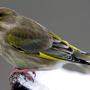 Sorgenkind Grünfink: Vor allem Parasiten machen dem Wintervogel zu schaffen