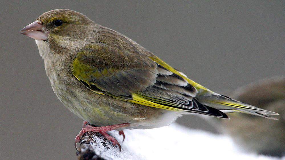 Sorgenkind Grünfink: Vor allem Parasiten machen dem Wintervogel zu schaffen