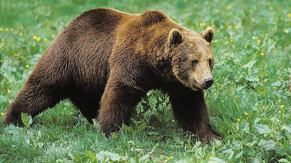 Ein Braunbär; zwei Artgenossen wurden nach der tödlichen Attacke gegen einen Sportler in der Region Trentino gefangen 