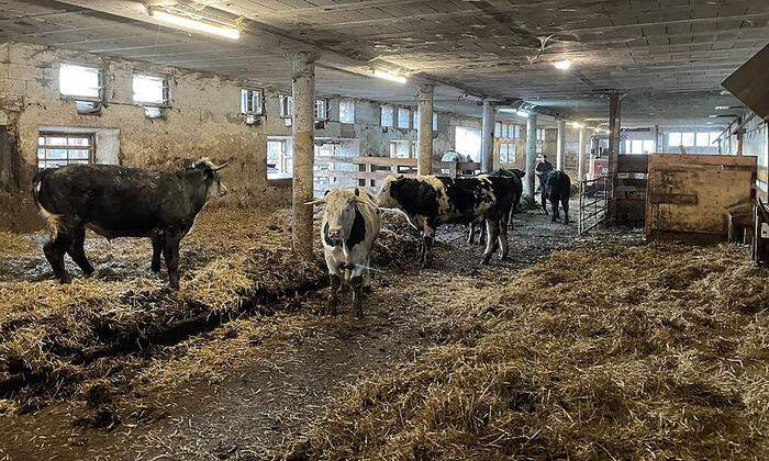 Im Stall haben die Ochsen bei Salchenegger rund 25 Quadratmeter Platz – pro Tier