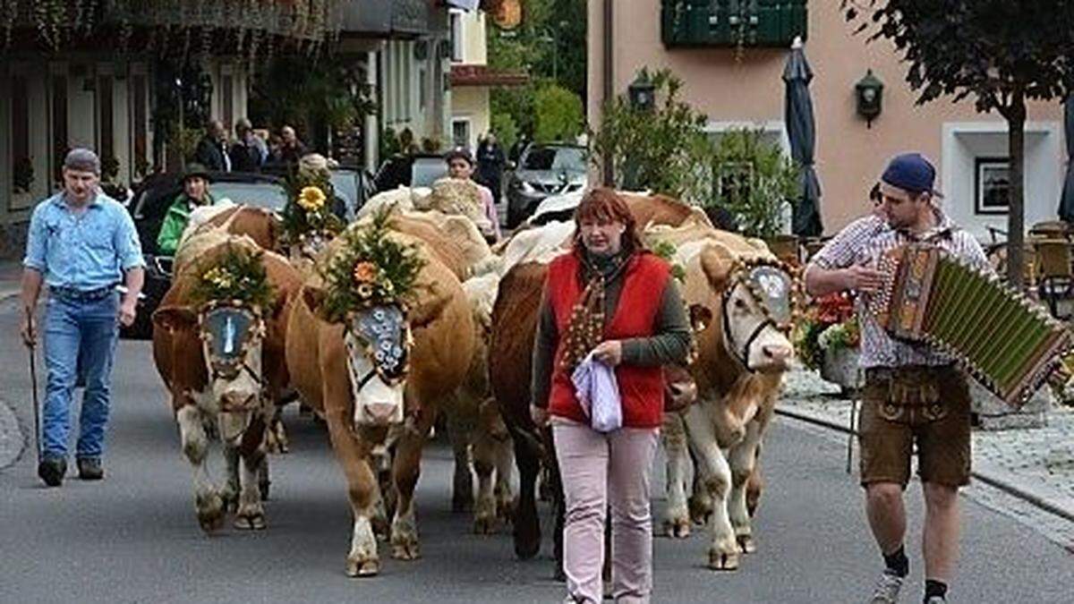 Empfang der Tiere beim 8. Mallnitzer Almabtrieb