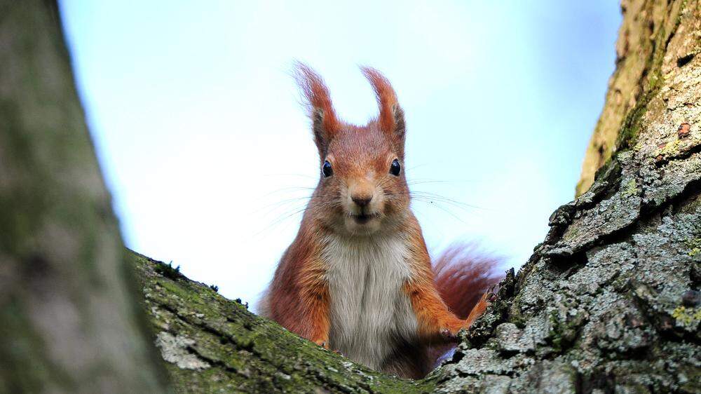 Rote Eichhörnchen sind in Großbritannien von Grauhörnchen bedroht