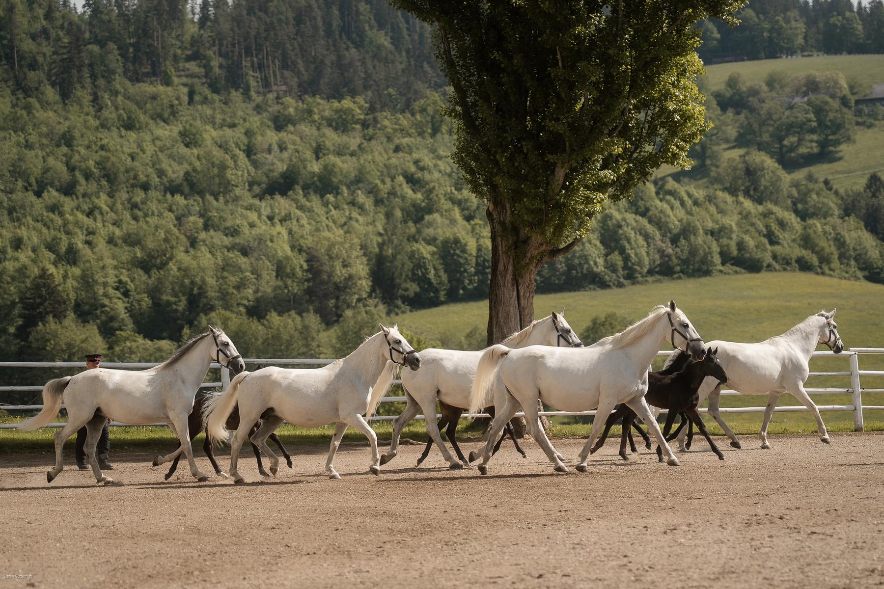 Lipizzanergestüt Piber: Zwischen Fohlen, Schloss und Kletterspaß – Familienzeit bei den Lipizzanern