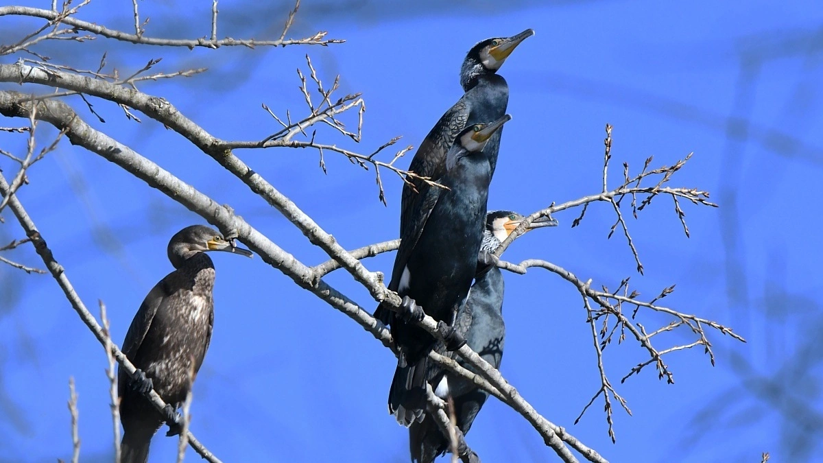 Die Kormorane sitzen im Bereich der Tiebelmündung auf ihren Schlafbäumen und  nisten einstweilen auch dort