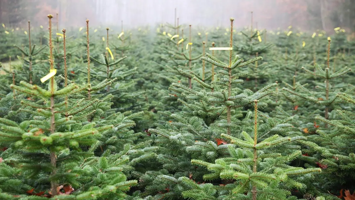  Blick am Donnerstag 26.11.2020 in der landeseigenen Baumschule von Gädebehn Landkreis Ludwigslust Parchim auf Nordmanntannen. Die Landesforst bringt in diesem Jahr zwischen 23000 und 26000 Weihnachtsbäume an die Kunden. Bäume aus naturnahem Anbau leisten einen sehr guten Beitrag zum Artenschutz und Klimaschutz. Dazu sorgen sie für sauberes Wasser und eine gute CO2 - Bilanz. *** View on Thursday 26 11 2020 in the state owned tree nursery of Gädebehn County Ludwigslust Parchim on Nordmann firs This year the state forest brings between 23000 and 26000 Christmas trees to the customers Trees from natural cultivation make a very good contribution to the protection of species and climate protection In addition they provide clean water