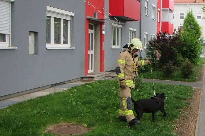 Aus der Brandwohnung konnte durch die Berufsfeuerwehr ein Hund lebend ins Freie gerettet werden.