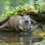 Fische stehen am Speiseplan des Otters ganz oben