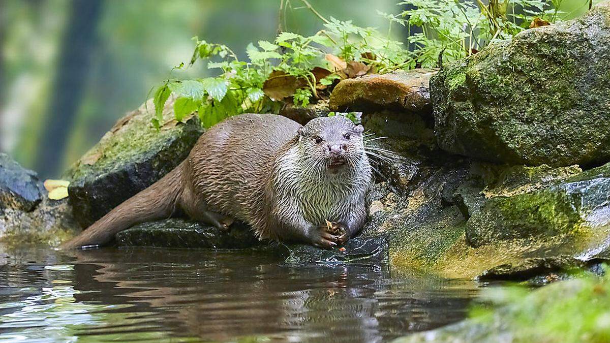 Fische stehen am Speiseplan des Otters ganz oben