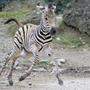 Das Zebra-Baby düst schon durch das Gehege