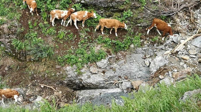 Die sechs Jungrinder hatten sich auf der Harmer-Alm verstiegen und waren in steiles, felsiges Gelände geraten.