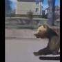 Videoaufnahmen zeigen den Bären