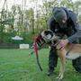 „Erster Schritt“ für Tierschützer, Hundeverband zufrieden