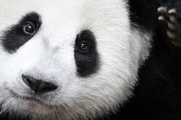 Nuan Nuan ist der Nachwuchs von Liang Liang und dessen Partner Xing Xing.