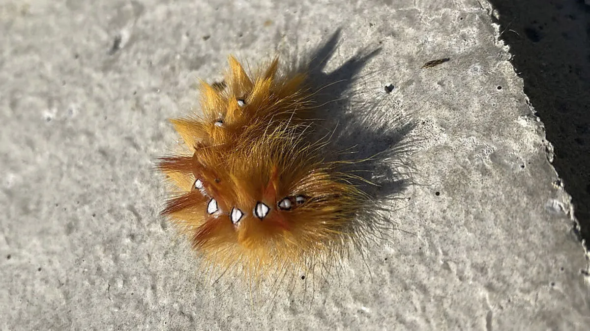 Die Raupe einer Ahorn-Rindeneule in der Abwehrhaltung