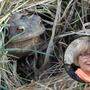 Tierschützerin Renate Angerler setzt sich auch heuer für Amphibien ein