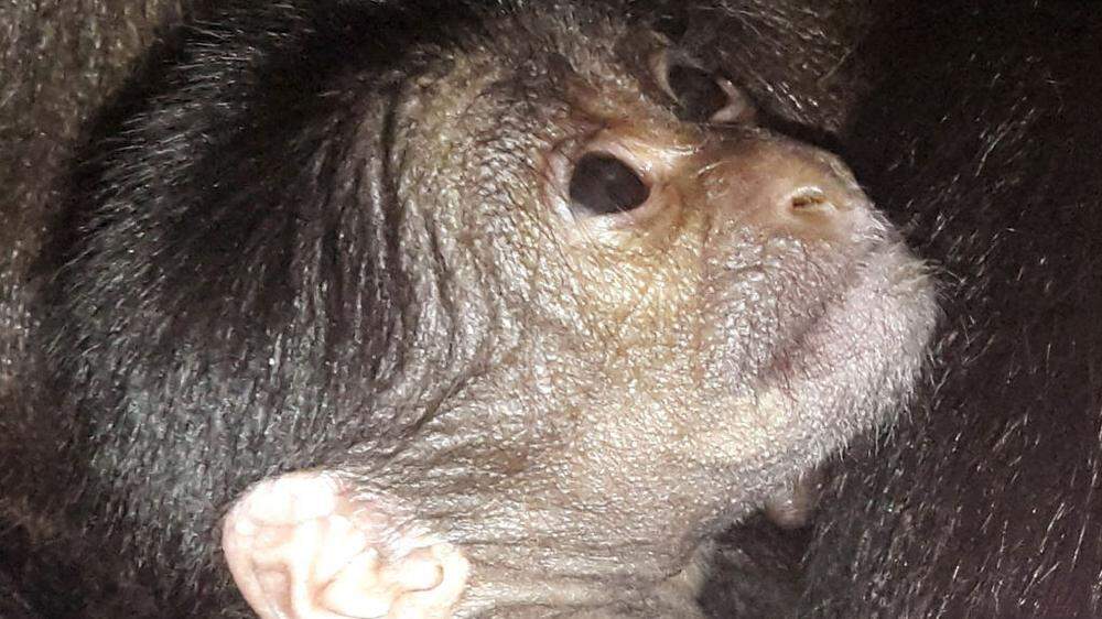 Das noch namenlose Siamang-Affenbaby sorgt für Entzücken