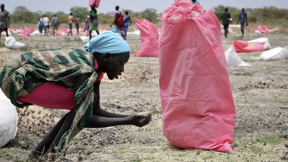 FILE - In this Wednesday, May 2, 2018 file photo, a woman scoops fallen sorghum grain off the ground after an aerial food drop by the World Food Programme (WFP) in the town of Kandak, South Sudan. A record number of people in South Sudan face a critical lack of food according to a new joint report by the government and the United Nations released Friday, June 14, 2019 that says almost seven million people, or more than 60 percent of the population, are at risk. (AP Photo/Sam Mednick, File)