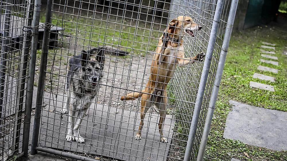 Das Tierheim Garten Eden beherbergt derzeit über 30 Hunde