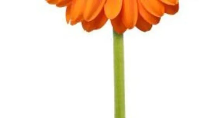 Orange Blumen: Sie symbolisieren Ausdauer und sind deshalb als Mitbringsel bei Krankenbesuchen geeignet.(Tipps vom Profi: So bleiben Blumen lange frisch)
