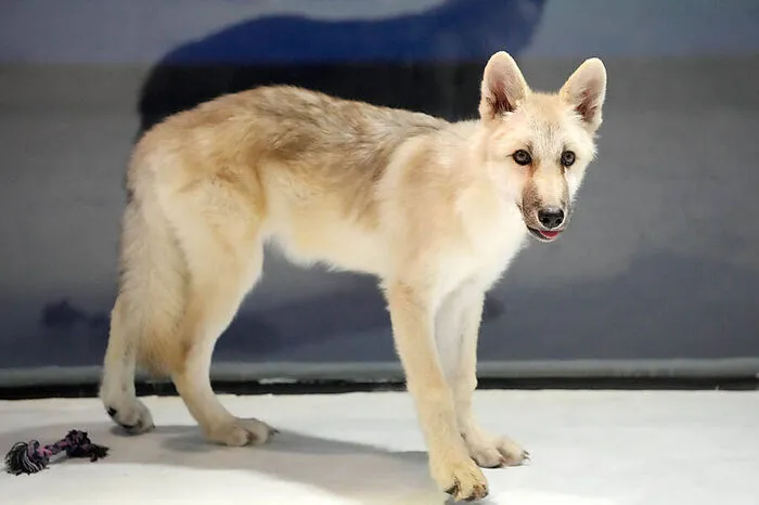 Die Geburt eines zweiten geklonten Polarwolfs wird in Kürze erwartet. Die auch Weißwölfe genannten Tiere gehören zur Hundefamilie, leben im Norden Kanadas und in Grönland, sind als Tierart aber nicht bedroht.