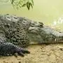 American crocodile Crocodylus acutus basking, Belize, Central America  PUBLICATIONxNOTxINxUSA Copyright: x xAllxCanadaxPhotosx 1990-60257