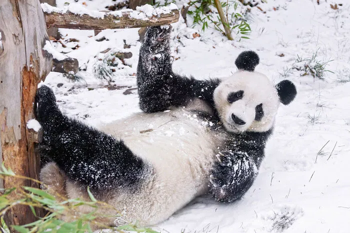 Pandamännchen Yuan Yuan.