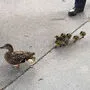 Eine Entenfamilie unterwegs - Sujetfoto