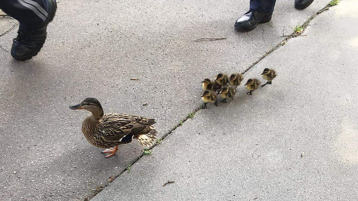 Eine Entenfamilie unterwegs - Sujetfoto