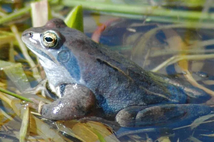 Der Balkanmoorfrosch wird in der Paarungszeit blau