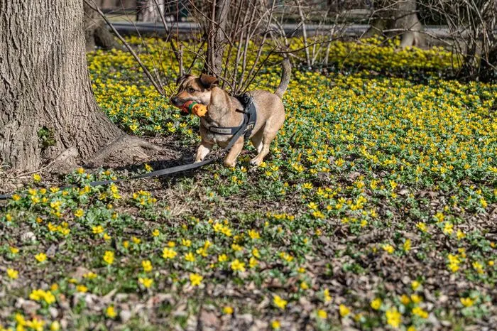 Hund Mojo hat mit dem Aufblühen seine Freude