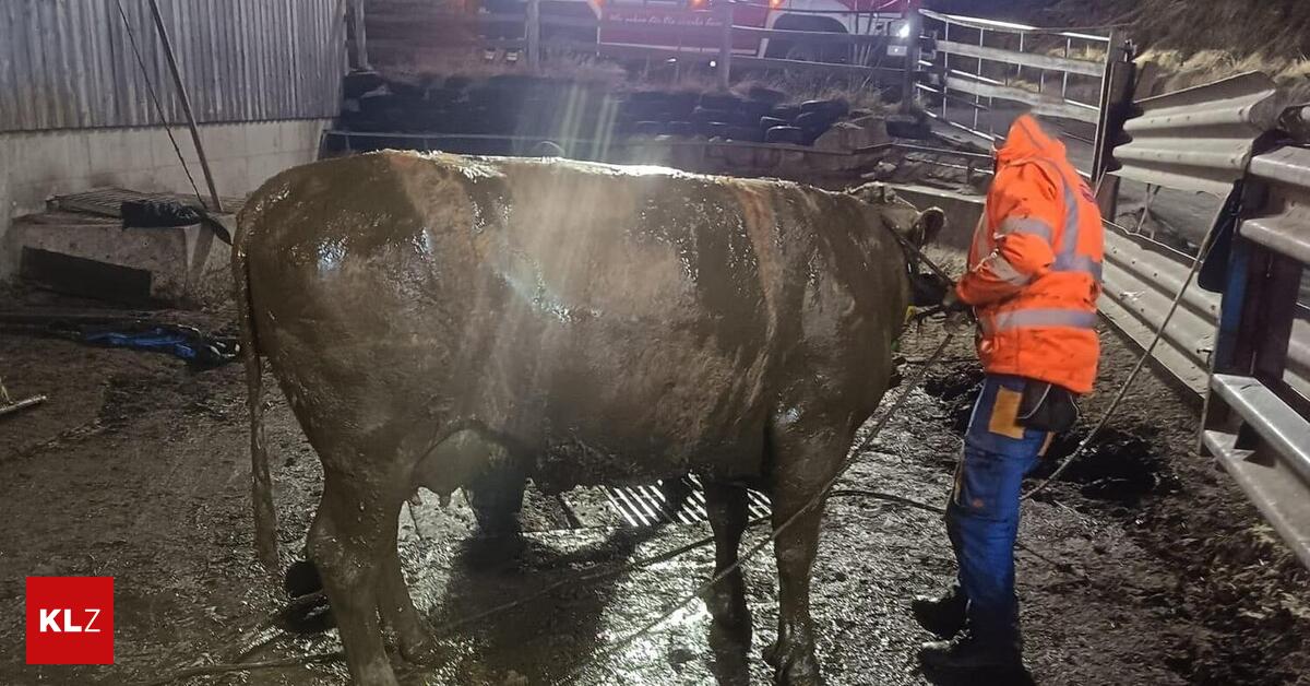 Am-Karsamstag-Kuh-steckte-bis-zum-Hals-in-G-llegrube-in-Leoben-fest