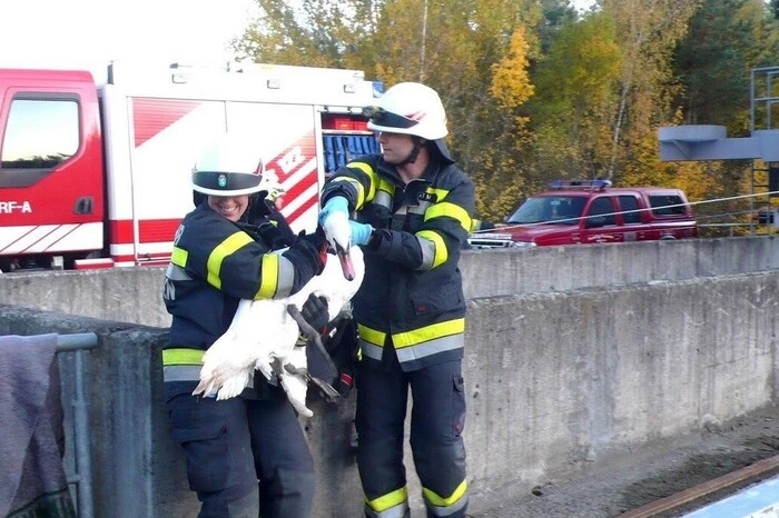 Nach dem Überwurf einer Decke konnte das Tier aber sicher heraufgeholt werden ...