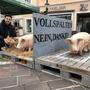Immer wieder gibt es Protest gegen Vollspaltenböden in der Schweinehaltung
