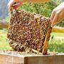 Für die Bienenzucht war es ein äußerst bescheidenes Jahr