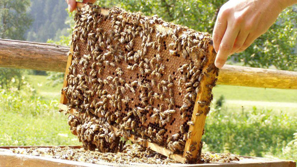 Für die Bienenzucht war es ein äußerst bescheidenes Jahr