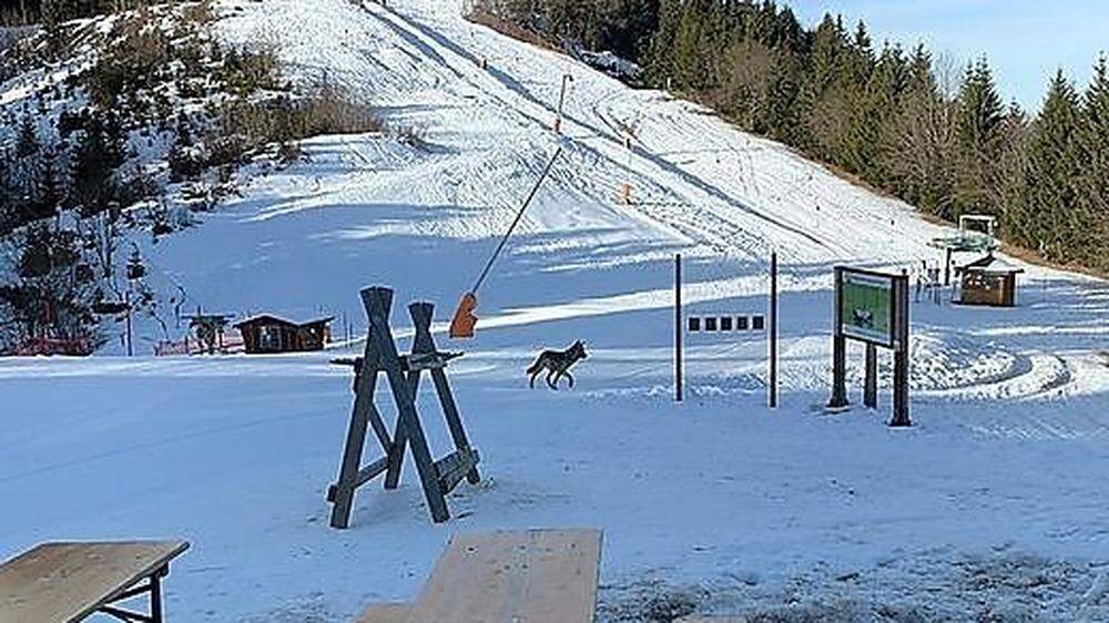 Der Wolf spazierte über die Skipiste