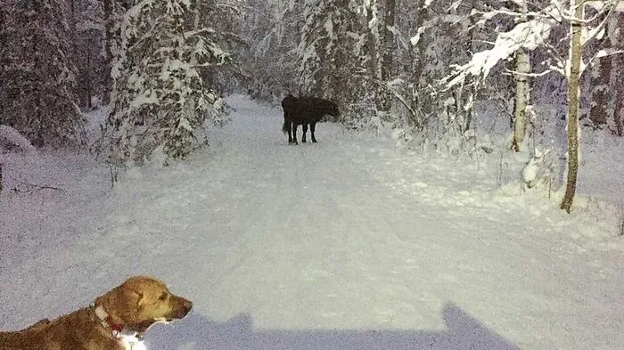 Meg Kurtagh machte dieses Foto, als ihr "Betsy" über den Weg lief