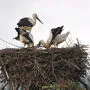 Die beiden Jungstörche treten bald die Reise in den Süden an