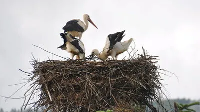 Die beiden Jungstörche treten bald die Reise in den Süden an