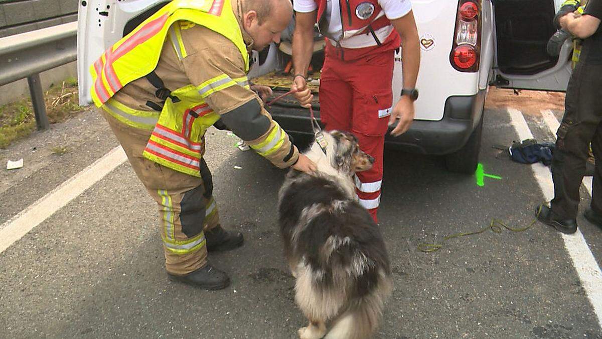 Der gerettete Australian Shepherd