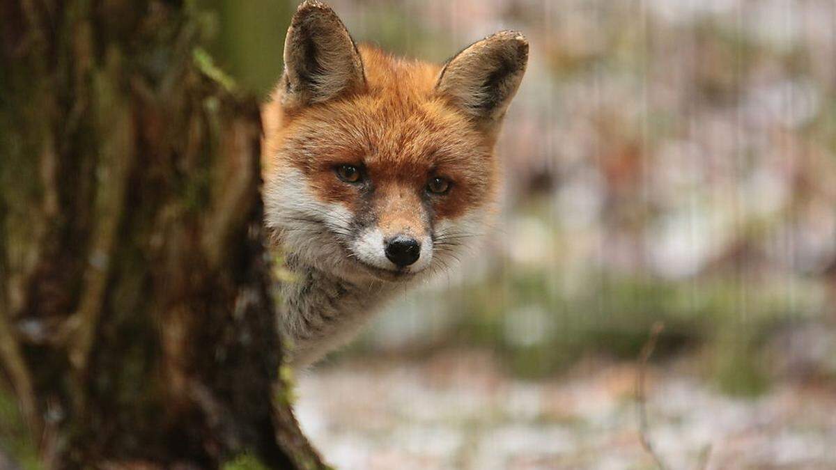 Zwei Füchse wurden bislang mittels Lebendfallen gefangen (Sujetbild)