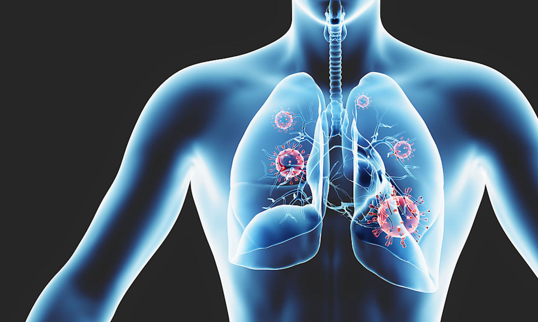 menschliche Anatomie Organe zurück