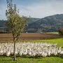 100 Bioweidegänse haben einen Hektar Auslauf, wie hier am Brunnerhof in Pirkfeld bei St. Donat