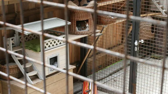 Das neue Tierheim in der Pfister bietet Platz für 110 Katzen. Aktuell sind es rund 60 Katzen