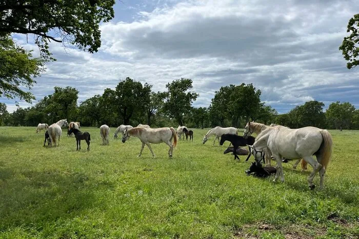 Mit etwas Glück erhascht man schon vor der eigentlichen Ankunft einen Blick auf die ersten Lipizzaner.