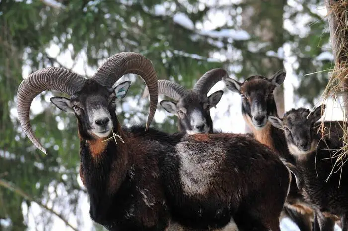 Platz 8: Der Wilde Berg Mautern mit 82.549 Besuchern