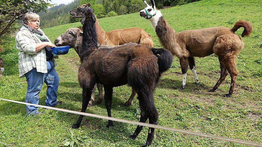 Die Lamas und der Esel haben vollstes Vertrauen zu Gitti Zadl